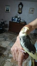 Calopsite allevato a mano