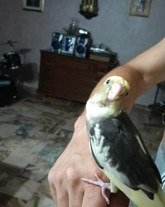 Calopsite allevato a mano