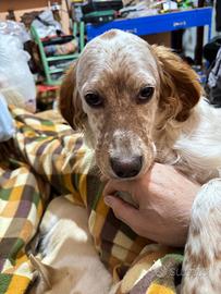 setter inglese