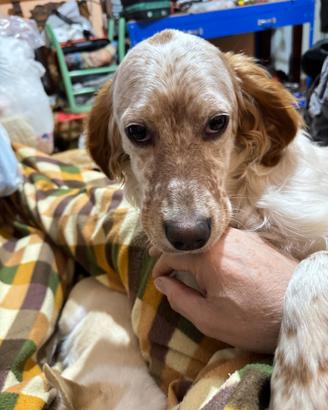 setter inglese