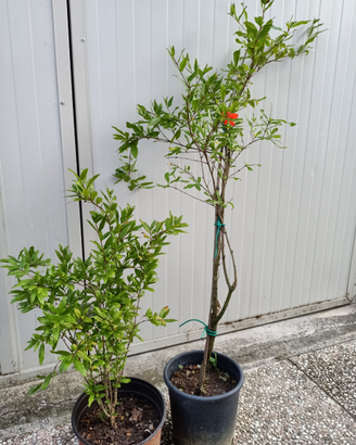 Piantine melograno