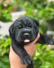 Cuccioli cane corso con pedigree