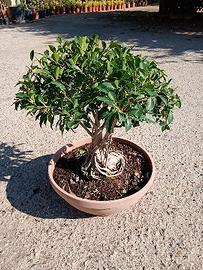 bonsai di ficus retusa