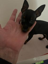 Pinscher Pincher Pincer toy