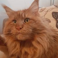 Maine coon maschio per accoppiamento