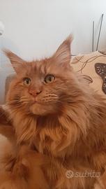 Maine coon maschio per accoppiamento