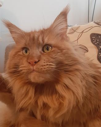 Maine coon maschio per accoppiamento