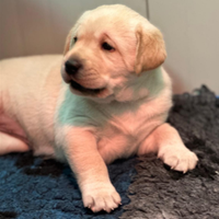Cuccioli labrador Retriever