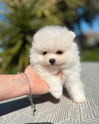 Pomerania bianco nano con pedigree ENCI
