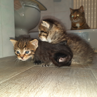 Reg.alo gattini