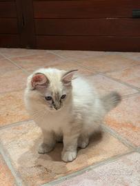 Gattina Ragdoll