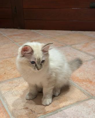 Gattina Ragdoll