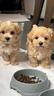 cuccioli-di-maltipoo-italiani-da-60-euro-al-mese