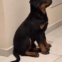 Cuccioli di Rottweiler
