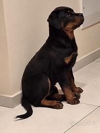 Cuccioli di Rottweiler