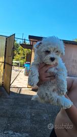 Bichon a poil frisé