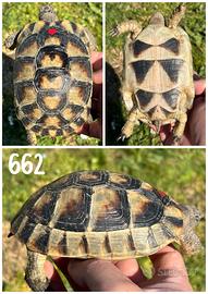 Testudo marginata sarda tartaruga terra testuggine