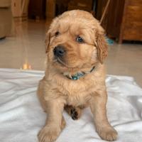 Golden Retriver americano