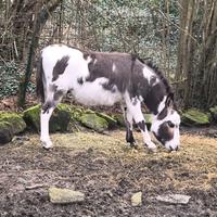 Asino maschio intero