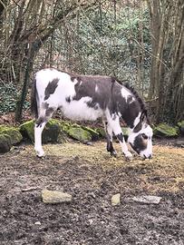 Asino maschio intero