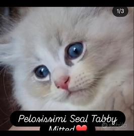 Cuccioli ragdoll