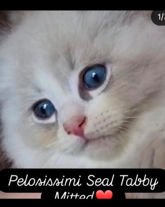 Cuccioli ragdoll