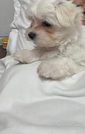 Cane maltese