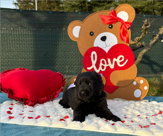 Cuccioli di pastore tedesco nero