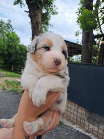 Cuccioli cane