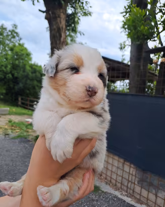 Cuccioli cane