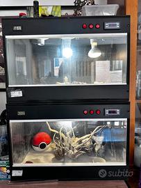 Geco Leopardino + terrario