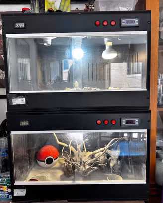 Geco Leopardino + terrario