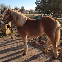 Pony puledro haflinger