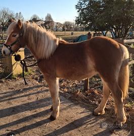 Pony puledro haflinger