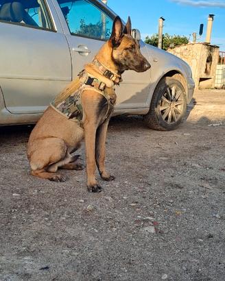 Pastore belga malinois per monta