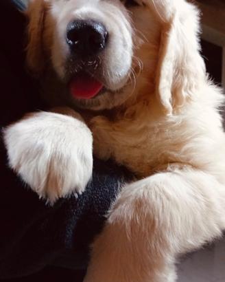 Cuccioli GOLDEN RETRIEVER con pedigree