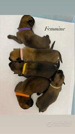 Cucciolo pastore belga malinois