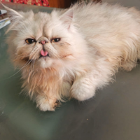 Persiano
