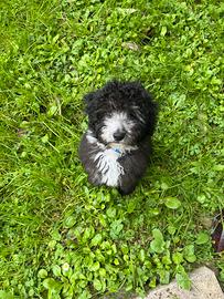 Barboncino toy silver