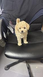 Cane barboncino