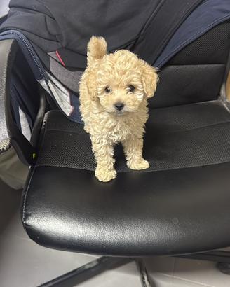 Cane barboncino