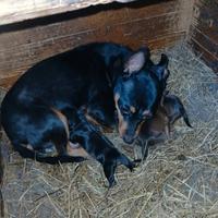Cuccioli di pinscher toy