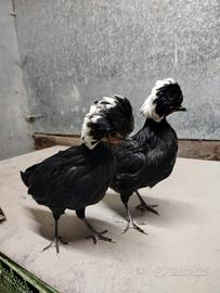Galline ornamentali olandesi ciuffate lisce e ricc