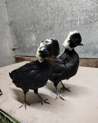 Galline ornamentali olandesi ciuffate lisce e ricc