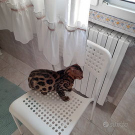 Gatto bengalese