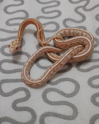 Serpente Del Grano Baby