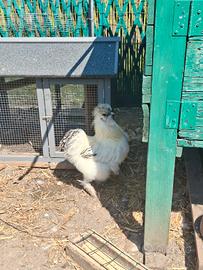 Gallo moroseta