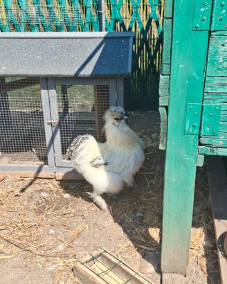 Gallo moroseta
