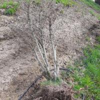 arbusti espiantati 3 marzo