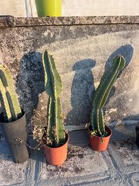 Cactus cereo